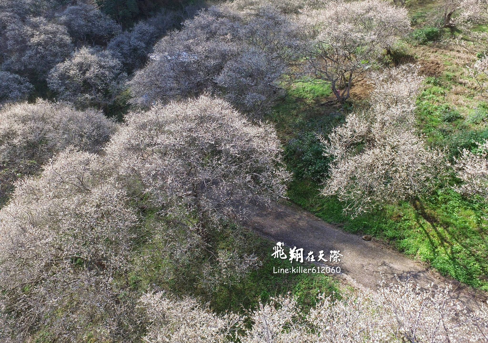 空拍梅花盛開之美  賞梅私房秘境