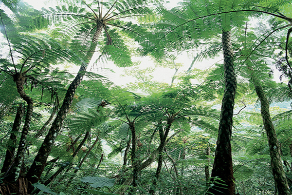 林美石磐步道內的樹林景致好似南島風情 (圖片來源／林務局)