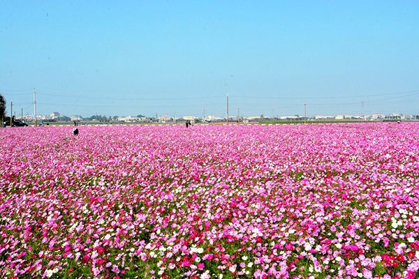 南新農村花海藝術季有佔地20公頃的花海 (圖片來源／交通部觀光局)