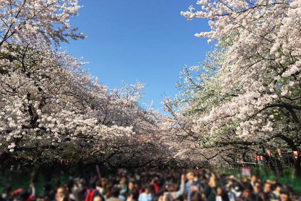 上野恩賜公園。(圖片來源／ueno.sakuramor)