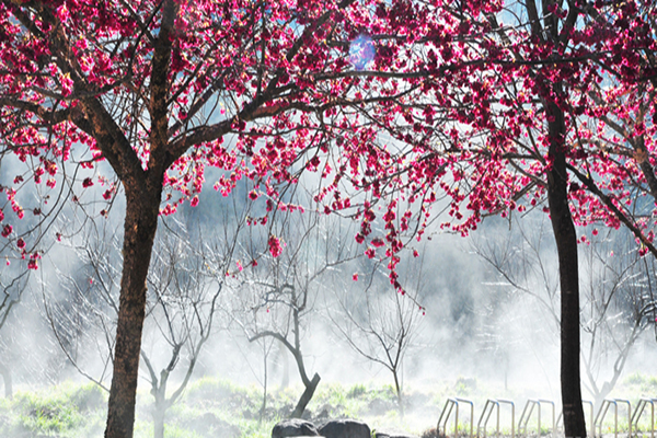 武陵農場櫻花季每日有總量管制，每日限6000人 (圖片來源／武陵農場 攝影／林志明)