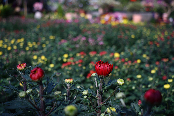 文心花園咖啡館裡的花園 (圖片來源／文心園・花園咖啡)