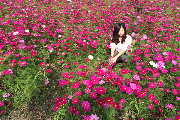 新春賞花旅遊首選  雲林花海節鮮豔登場