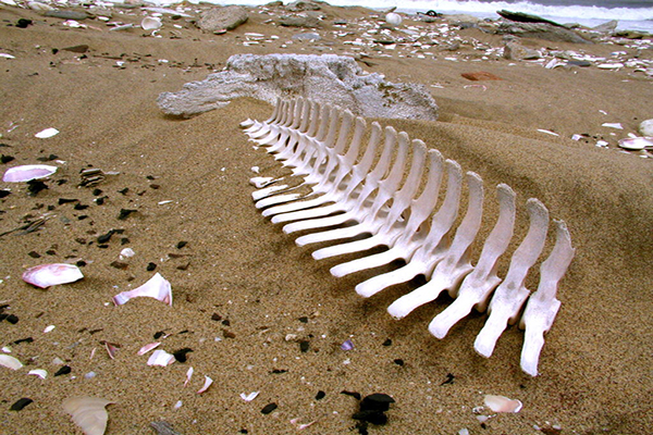 骷髏海岸充滿危機，隨處可見身首異處的白骨 (圖片來源／Skeleton Coast Safaris)