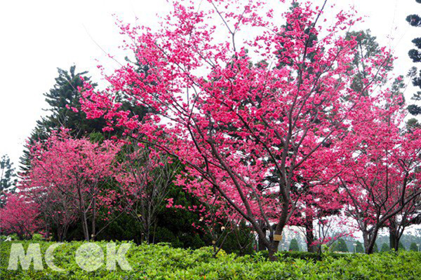 台灣山櫻盛開後，緊接著是八重櫻，八重櫻花朵大、重瓣 (攝影／MOOK景點家張盈盈)