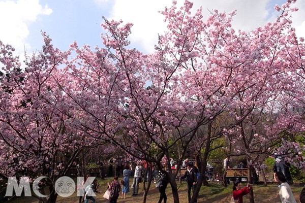 吉野櫻是日本最常見櫻花品種，有桃紅與雪白兩種花色，於三、四月中盛開 (攝影／MOOK景點家張盈盈)