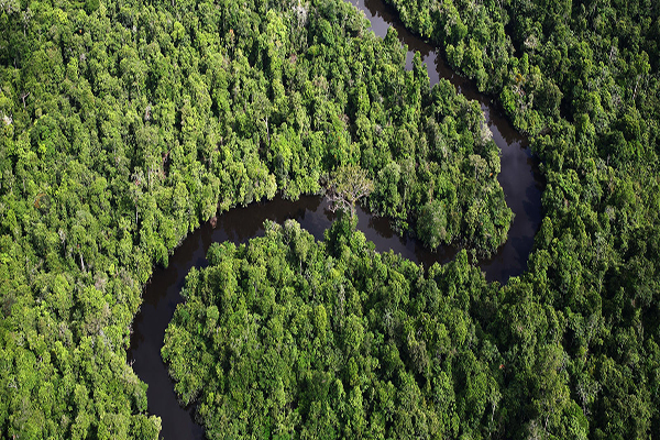 氣候變遷導致雨林變得難以棲息，大批的樹種與動物正在滅絕，加上未知的森林大火，亞馬遜雨林正在急速削減中 (圖片來源／World Wild Life)