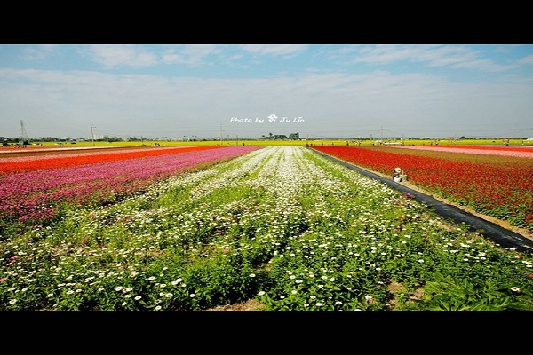 太保市花海節打造25公頃夢幻七彩花海 (圖片提供／IG：anes950626)