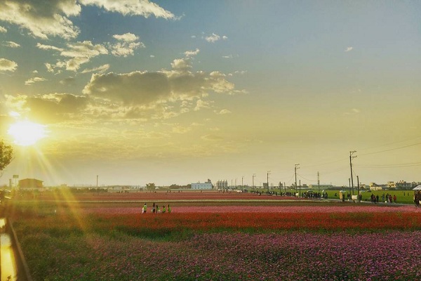 嘉義太保市花海節 (圖片提供／IG：meng771619)