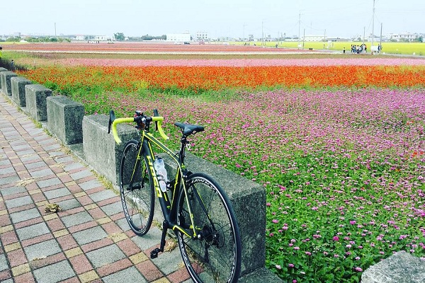 嘉義太保市花海節 (圖片提供／IG：xiang0803520)