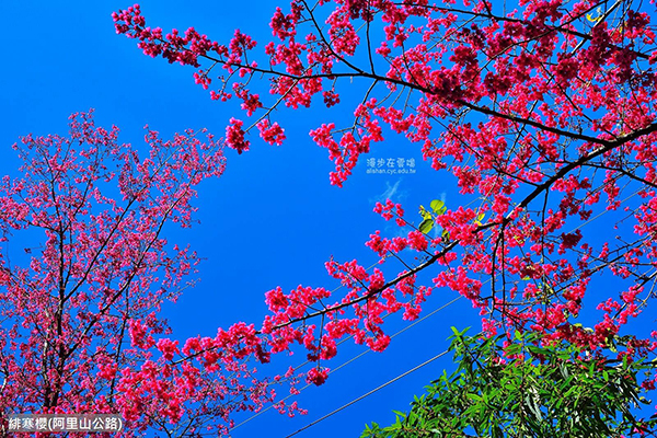 阿里山公路的緋寒櫻，又稱山櫻花，花色緋紅於寒天綻放 (圖片提供／漫步在雲端的阿里山)