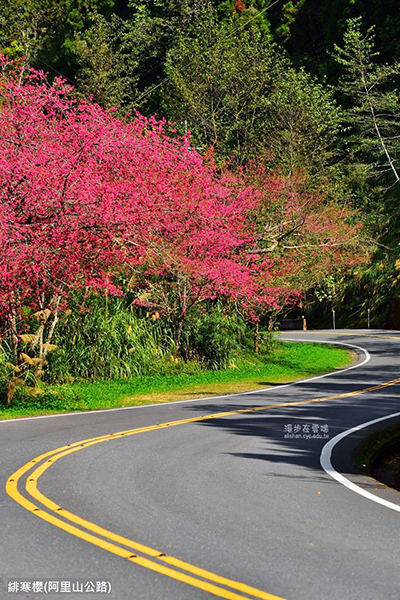 阿里山公路緋寒櫻，粉嫩緋紅的顏色，在翠綠山林中相當搶眼 (圖片提供／漫步在雲端的阿里山)