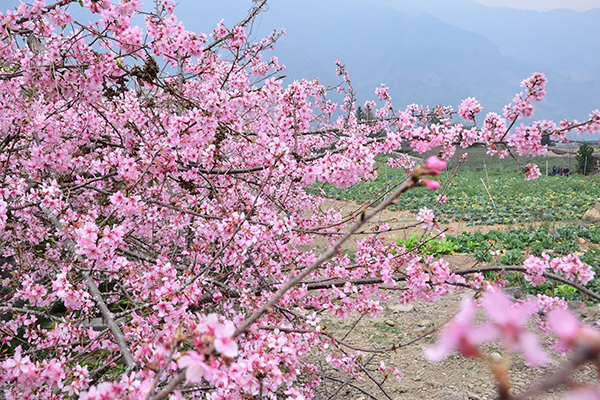 草坪頭櫻花季於24日開跑，主題為花與茶之饗宴，民眾來到這不只可以欣賞到漂亮的櫻花、梅花、李花，還可以感受茶園之香 (攝影／陳鈺)