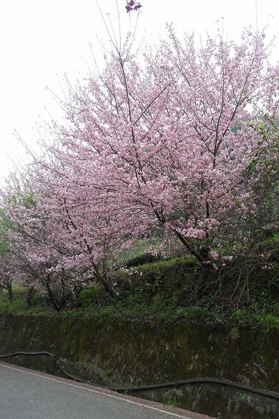到草坪頭玉山觀光茶園可沿途欣賞到美麗櫻花 (圖片來源／草坪頭阿番露營區)