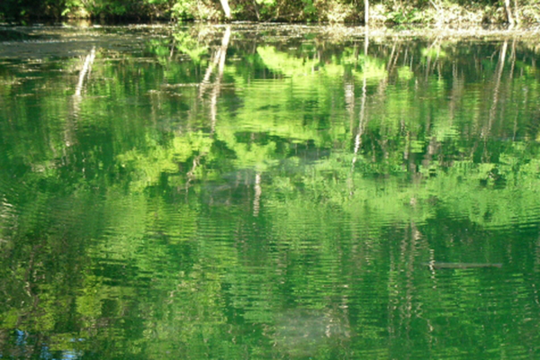 鳥沼公園裡的沼澤則是天然湧泉水，池水透明度極高，為冬季也不會結冰的稀有不凍沼 (圖片來源／Ekinavi)