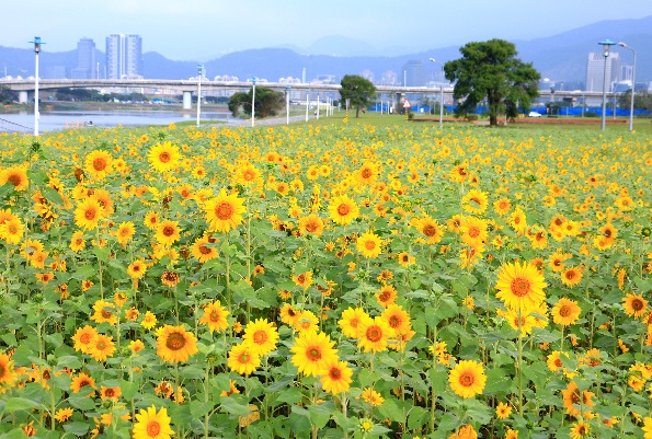 彩虹河濱向日葵花海。(圖片來源／台北市水利工程處)