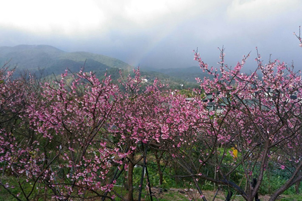 每年2月至3月是陽明山最著名的花季，園內繁花盛開，遊客可感受到台北後花園的魅力 (圖片來源／台北市政府)