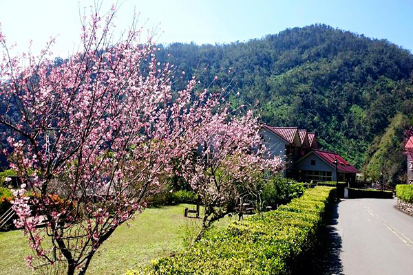 櫻花季是台灣重要的賞花季節 (圖片來源／力麗馬告生態園區)
