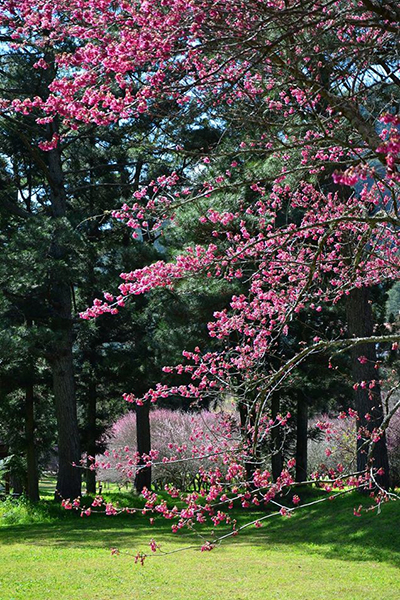 武陵農場可說是全台最著名的賞櫻名所，今年櫻花季也會於2月11日登場 (圖片來源／武陵農場 Wuling Farm)