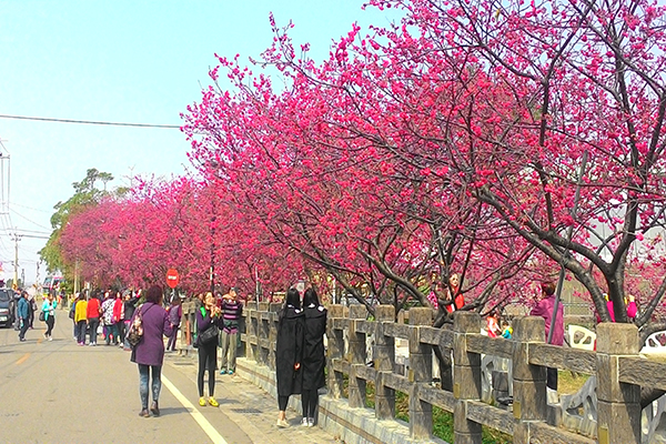 后里泰安派出所有台灣最浪漫派出所之稱，每年2、3月派出所旁整排的櫻花將道路染成桃紅色 (圖片來源／后里區公所)