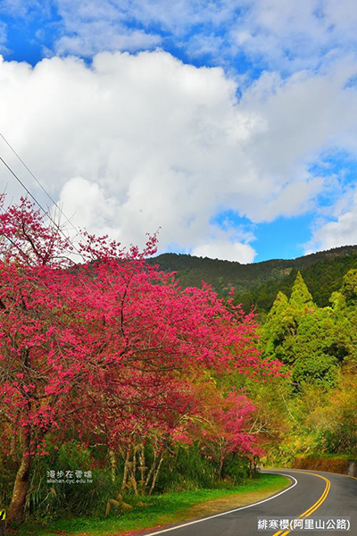 阿里山森林區的櫻花是重要的賞櫻名所，每年的三月花期開始 (圖片提供／漫步在雲端的阿里山)