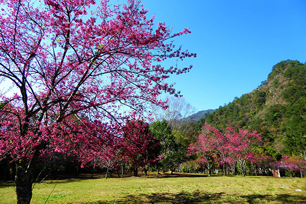奧萬大森林遊樂區孕育豐富的自然生態，櫻花也是其中的絕美特色之一 (圖片來源／奧萬大情報站)