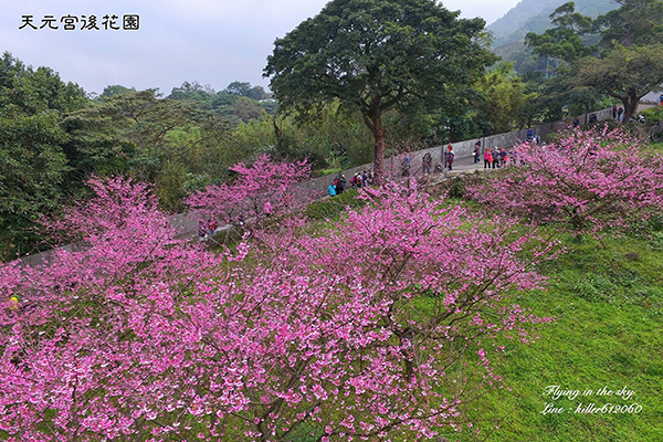 賞櫻名所淡水天元宮目前三色櫻滿開 (圖片提供／飛翔在天際)