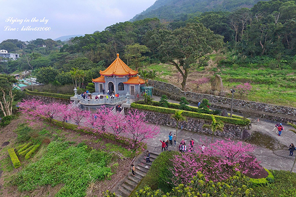 天元宮後花園，美麗的櫻花空拍照 (圖片提供／飛翔在天際)