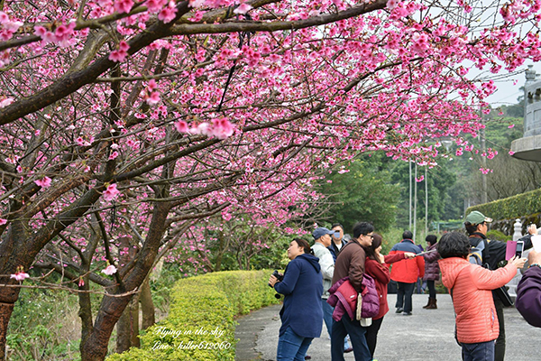 漫步在櫻花綻放的天元宮後花園 (圖片提供／飛翔在天際)