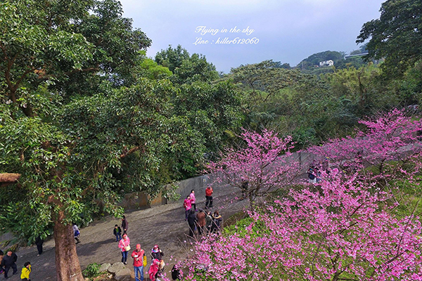 天元宮後花園，美麗的櫻花空拍照 (圖片提供／飛翔在天際)