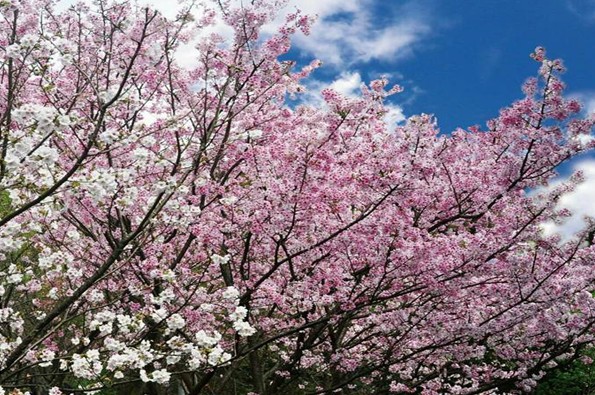 2017年陽明山花季2月10日展開。(圖片來源／陽明山花季)