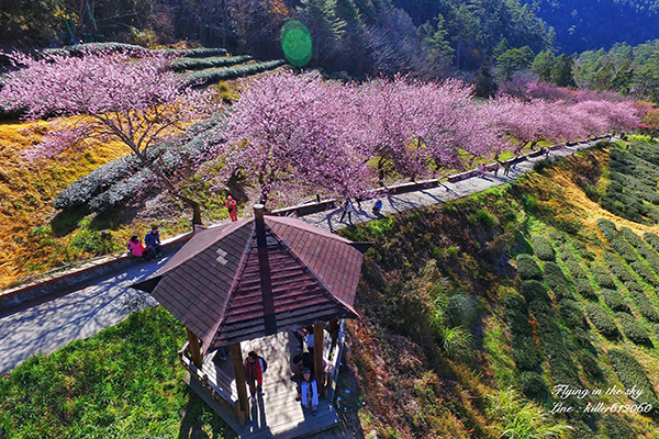 空拍武陵農場櫻花之美 (圖片提供／飛翔在天際)