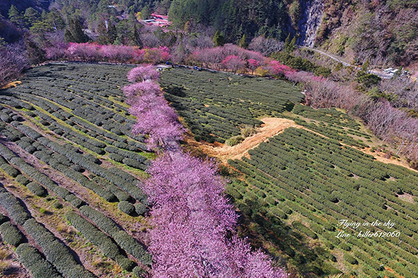空拍武陵農場櫻花之美 (圖片提供／飛翔在天際)