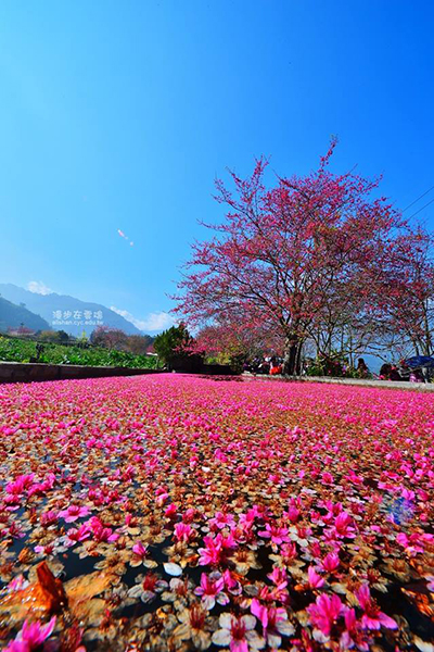 草坪頭櫻花季，花與茶之饗宴 (圖片提供／漫步在雲端的阿里山)