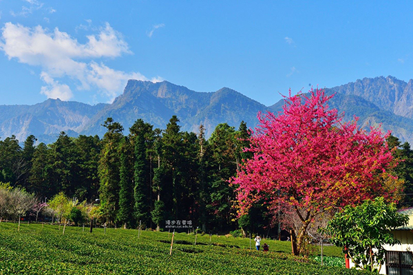 草坪頭櫻花季，可眺望櫻花之美與茶園景致 (圖片提供／漫步在雲端的阿里山)