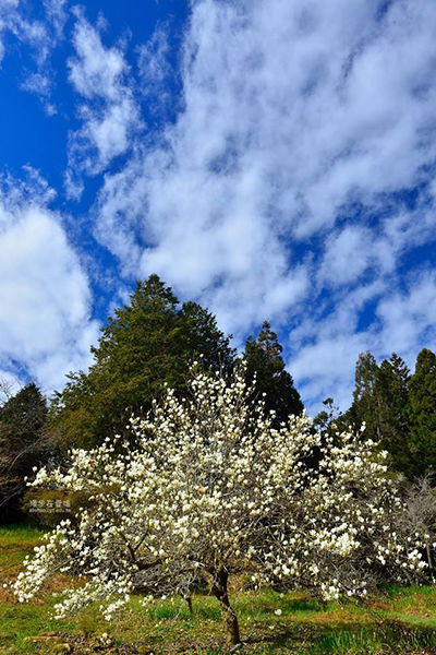 阿里山白木蘭其次分布在沼平公園及高山植物園 (圖片提供／漫步在雲端的阿里山)