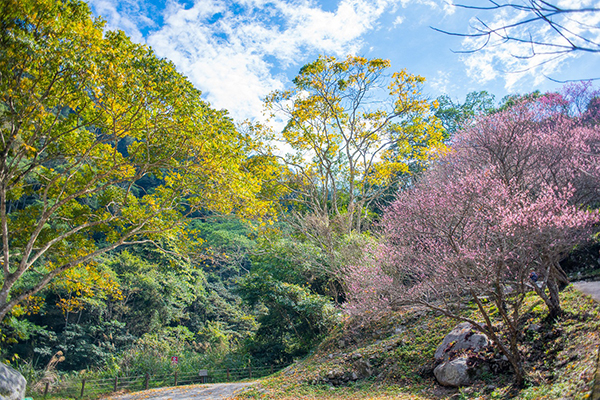 八仙山園區內種植約1000株山櫻花，除了櫻花之外，桃花、李花也相繼盛開，將八仙山點綴成宛如陶淵明筆下的世外桃源 (圖片來源／林務局、攝影／范姜俊承)