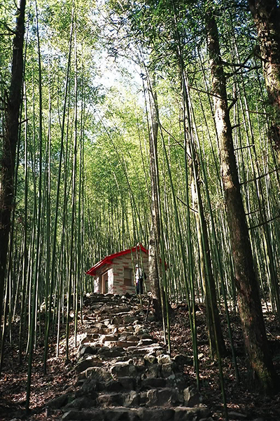 八仙山竹林步道與小木屋 (圖片來源／林務局)