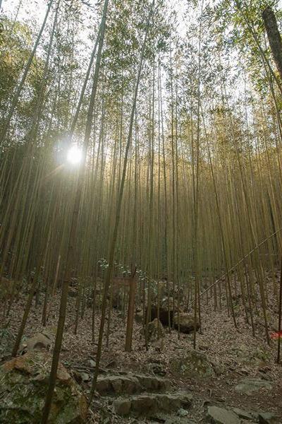 八仙山小木屋區觀景台 (圖片來源／林務局)