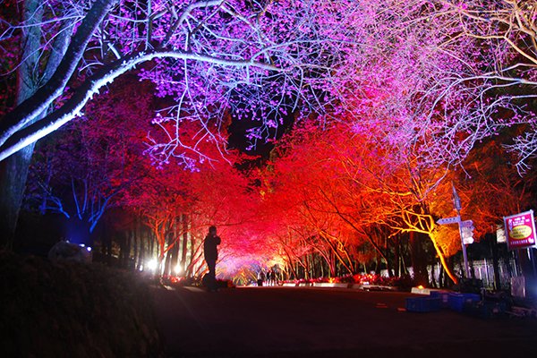每年賞櫻重頭戲九族櫻花季於2月2日揭開序幕 (圖片來源／九族櫻花季)