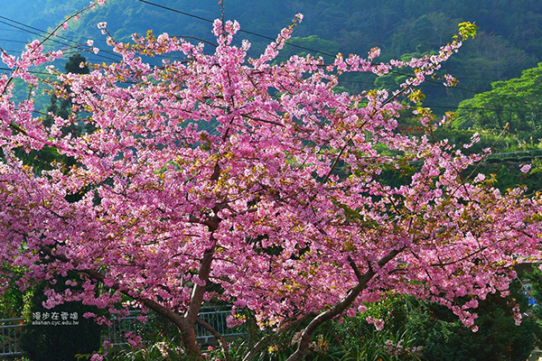 每逢初春，滿山遍野的櫻花在阿里山區形成一片壯觀的花海，讓阿里山春天的櫻花季成為一年一度不可錯過的賞花盛事 (圖片提供／漫步在雲端的阿里山)