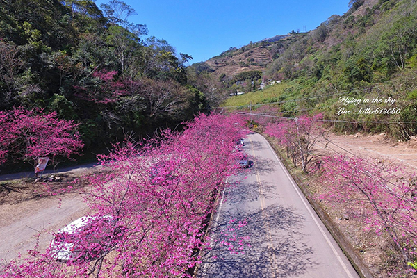 空拍隱藏版賞櫻秘境  粉紅大道浪漫公路