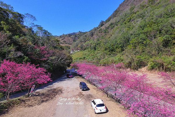 春陽部落台14線被裝飾成粉紅大道，在車上即可見到櫻花搖曳生姿 (圖片提供／飛翔在天際)