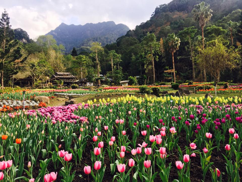 桃源仙谷的鬱金香花海盛開 (圖片來源／桃源仙谷)