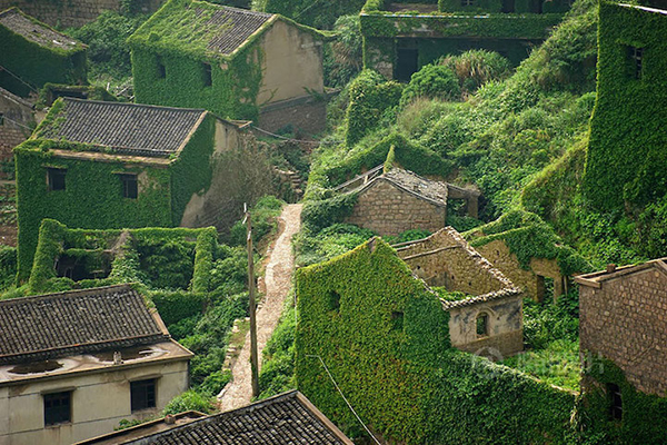 後頭灣村被人們遺忘了半世紀，當年的房舍建築，如今全被藤蔓覆蓋 (圖片來源／Jane Qing)