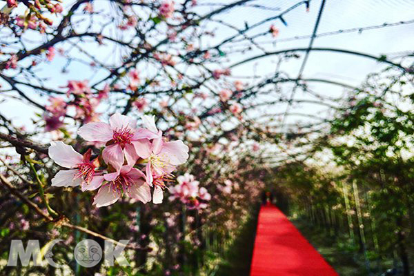 芬園花卉休憩園區的櫻花隧道 (攝影／王怡雯)