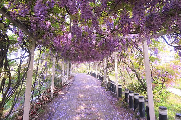 新北淡水區有一間紫藤咖啡園，以絕美的紫藤花廊為最大特色之一 (圖片來源／紫藤咖啡園)