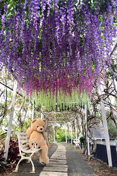 紫藤咖啡園內如簾布般的紫藤花 (圖片來源／紫藤咖啡園)