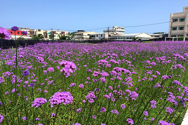 紫藤咖啡園花海 (圖片來源／紫藤咖啡園)