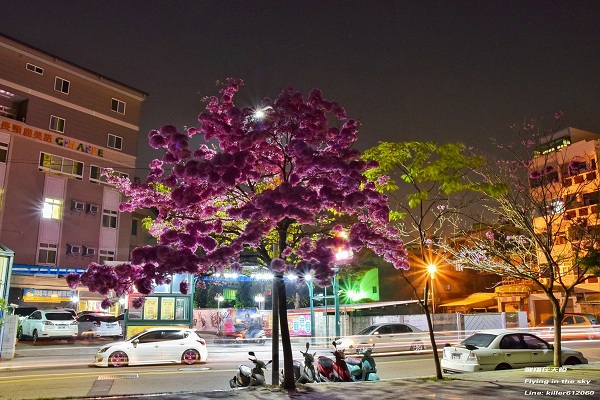 南郭國小旁盛開的洋紅風鈴木，夜晚浪漫繽紛 (圖片提供／飛翔在天際)